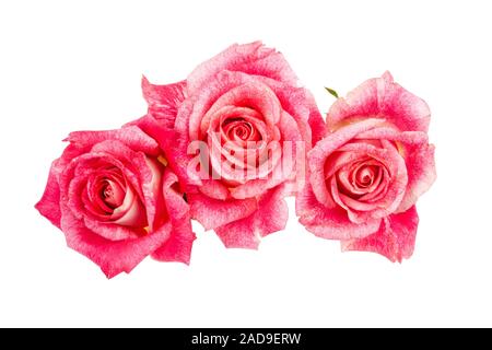 Drei Rosen Stockfoto