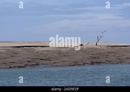 Toter Baum auf einer Sandbank an der Mündung des Rio Platanal Panama Stockfoto