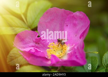 Wild Rose, ramanas Rose (Rosa rugosa Alba) Stockfoto