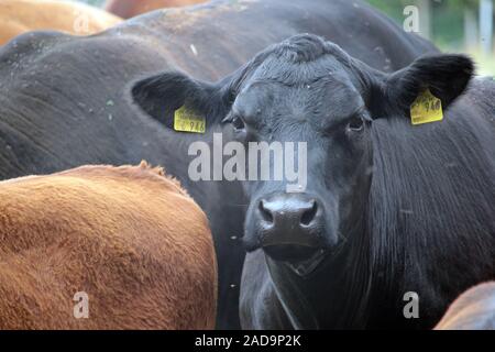 Angus Rinder Stockfoto