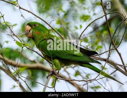 Eine White-eyed Parakeet (Psittacara leucophthalmus) Fütterung auf einen Baum. Minas Gerais, Brasilien, Südamerika. Stockfoto