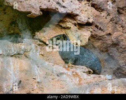 Ein Felsen Cavia oder Mocó (Kerodon rupestris) auf einem Kalkstein Felsen im Parque Nacional Peruacu Cavernas tun. Minas Gerais, Brasilien, Südamerika. Stockfoto