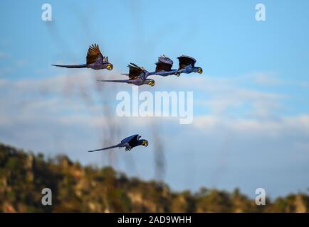 Hyazinthe Aras (Anodorhynchus hyacinthinus) flying Overhead. Minas Gerais, Brasilien, Südamerika. Stockfoto