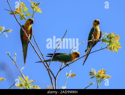Bunte Jandaya Sittiche (Aratinga jandaya) auf einem Baum. Minas Gerais, Brasilien, Südamerika. Stockfoto