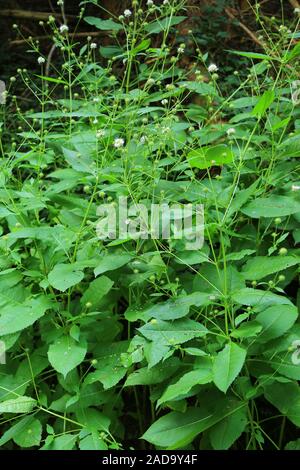 Schmelze Karde, weniger Karde, Dipsacus pilosus Stockfoto