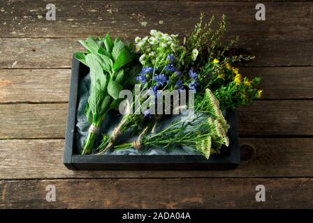 Frische Kräuter. Medizinische Kräuter (Kamille, Wermut, Schafgarbe, Pfefferminze, Johanniskraut und Zichorie) auf einem alten Holz- Board. Stockfoto