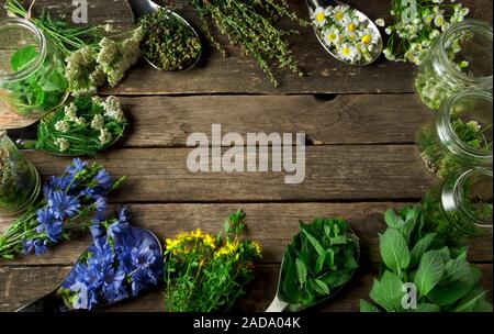 Frische Kräuter. Medizinische Kräuter (Kamille, Wermut, Schafgarbe, Pfefferminze, Johanniskraut und Zichorie) auf einem alten Holz- Board. Stockfoto