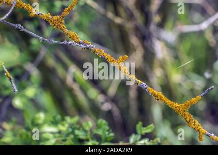 Farbige flechten Xanthoria parietina Stockfoto