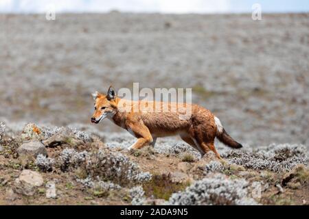 Äthiopische Wolf, Canis simensis, Äthiopien Stockfoto