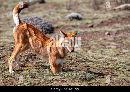 Äthiopische Wolf, Canis simensis, Äthiopien Stockfoto