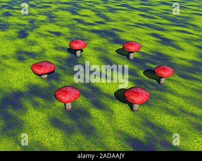 Pilze als Hexe Ring auf der Wiese Stockfoto