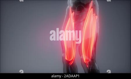 Oberschenkelmuskulatur - Sichtbare Muskel Anatomie Karte Stockfoto