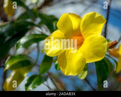 Close-up Gelbe Blume Hintergrund. Allamanda Cathartica oder Goldene Trompete oder gelbe Glocke mit grünen Blättern. Stockfoto