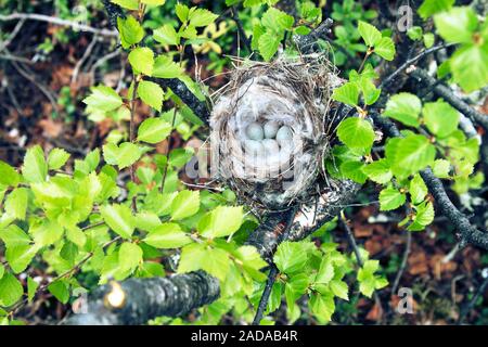 Gemütliche Arktis redpoll (Acanthis hornemanni) Nest Stockfoto