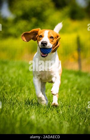 Beagle Hund Spaß im Garten draußen laufen und springen mit Ball in Richtung Stockfoto