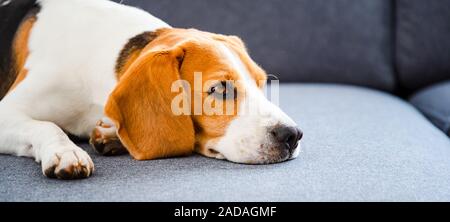 Hund liegend auf dem Sofa. Canine Hintergrund Stockfoto