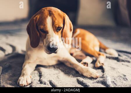 Hund liegend auf dem Sofa in helles Zimmer auf Decke. Platz kopieren Stockfoto