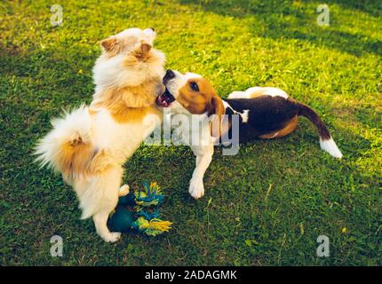 Beagle Hund mit pomeranian spitz Spielen auf grünem Gras Stockfoto