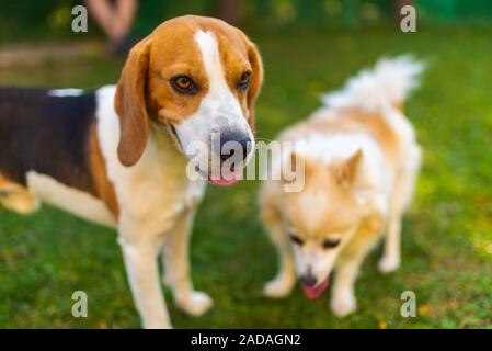 Beagle Hund mit pomeranian spitz auf einem grünen Gras im Garten. Hintergrund Stockfoto