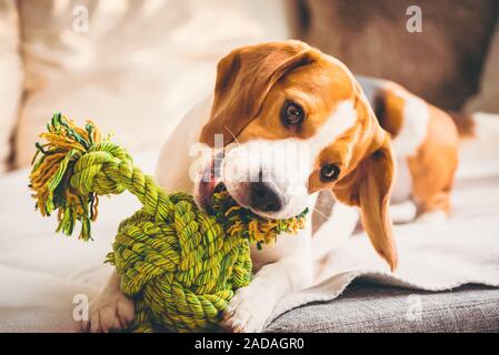 Hund mit Seil Spielzeug auf Sofa. Über beißen ein Spielzeug aufgeregt. Stockfoto