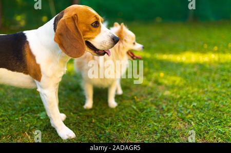 Beagle Hund mit pomeranian spitz auf einem grünen Gras im Garten. Hintergrund Stockfoto
