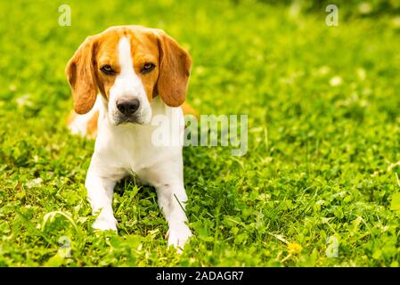 Beagle Hund liegend auf Gras. Hunde- Hintergrund. Platz kopieren Stockfoto