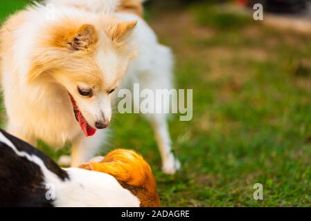 Beagle Hund mit pomeranian spitz Spielen auf grünem Gras Stockfoto