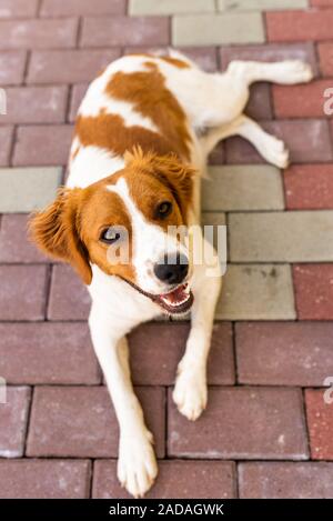 Bretagne hund welpe Hündin suchen. Hinlegen und Ausruhen im Schatten von der Sommerhitze Stockfoto