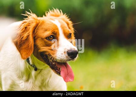 Breton Spaniel Welpen portrait Stockfoto