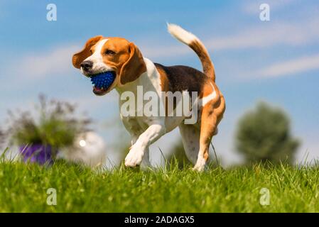 Beagle Hund Spaß im Garten draußen laufen und springen mit Kugel Stockfoto