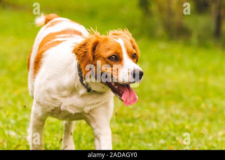 Breton Spaniel Welpen in Richtung Kamera läuft Stockfoto