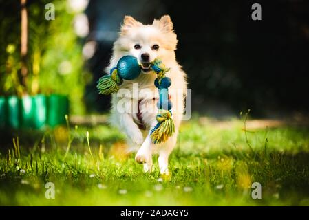 Pomeranian Hund spitz klein holen ein Spielzeug in Richtung Kamera läuft. Stockfoto