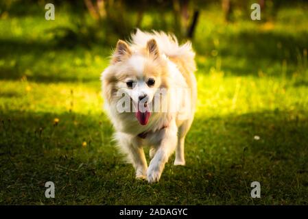 Pomeranian Hund spitz klein im Hinterhof Stockfoto