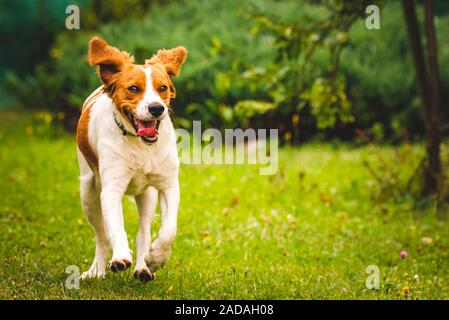 Breton Spaniel Welpen in Richtung Kamera läuft Stockfoto