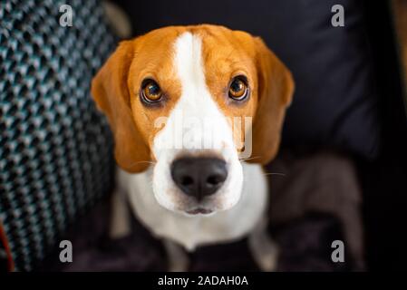 Beagle Hund sitzt oben auf der Kamera Stockfoto