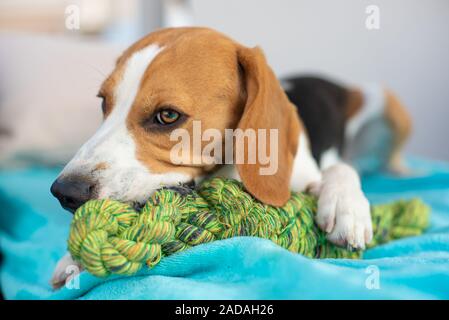 Beagle Hund Spaß im Garten draußen das Kauen auf Knoten Seil. Stockfoto