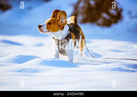 Beagle Hund läuft und spielt auf die im Winter schneebedeckten Feld Stockfoto