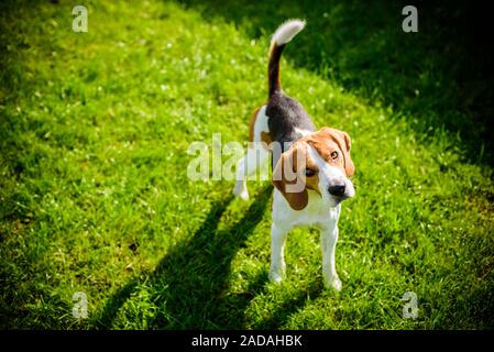 Beagle Hund auf einer Wiese im Park Garten im Freien Stockfoto