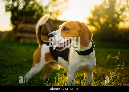 Dog Portrait zurück beleuchteten Hintergrund. Beagle Mit herausgestreckter Zunge im Gras bei Sonnenuntergang in den Bereichen Landschaft. Stockfoto