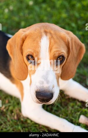 Reinrassige beagle Hund liegend auf Gras im Garten Outdoor Portrait Stockfoto