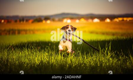 Hund Spaß in Richtung Kamera mit Stick im Mund holen in Richtung Kamera im Sommer Tag auf wiese feld Stockfoto