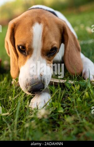 Reinrassige beagle Hund liegend auf Gras im Garten Outdoor Portrait Stockfoto