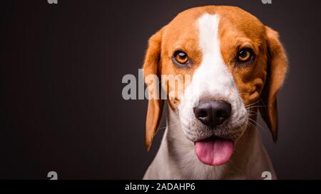 Beagle dog portrait auf einem schwarzen Hintergrund studio Stockfoto