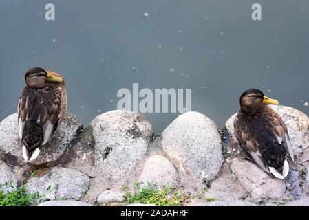 Zwei wilde Enten Stockente stehen am Ufer, weiblichen Wild Duck außerhalb Sommer Stockfoto