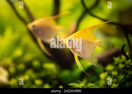 Gold auchen Scalare im aqarium Wasser, gelb Angelfish Stockfoto