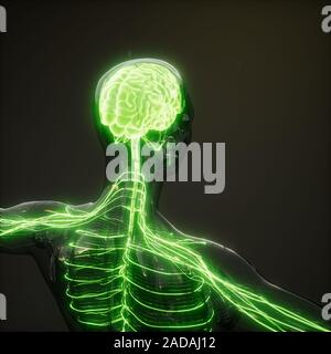 Menschliche Gehirn Radiologie Prüfung Stockfoto