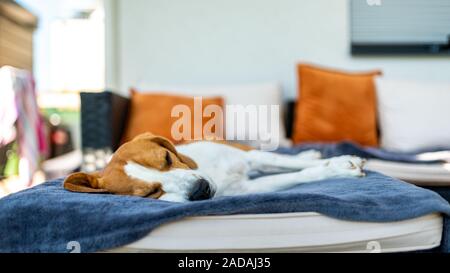 Beagle Hund schlafen auf einer Couch im Freien im Schatten. Stockfoto