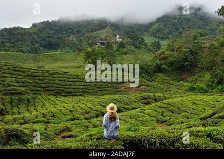 Touristische auf der Cameron Highlands grean Hill Tee Plantage seine einzigartige Natur in Malaysia. Stockfoto