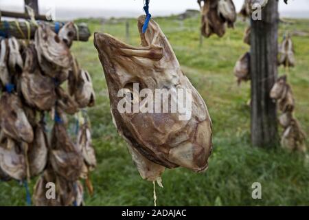 Kabeljau, Atlantik cad, codling (Gadus morhua), auf ein Gestell zum Trocknen, Bakkagerdi, Island, Europa Stockfoto