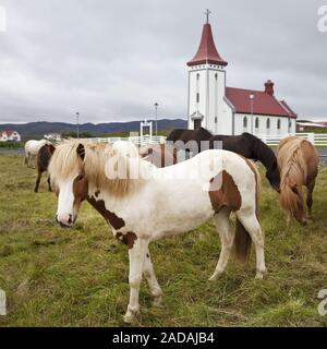 Isländischen Pferd, Islandpferd, Island Pony, (Equus przewalskii f. caballus), Kopasker, Island Stockfoto